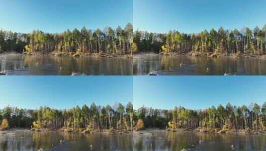 秋季森林河风景高清在线视频素材下载