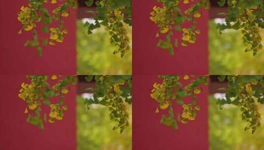 故宫秋色银杏叶和红墙高清在线视频素材下载