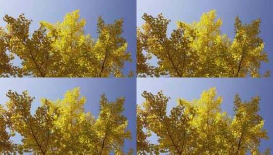 枝繁叶茂的银杏树和金色银杏叶高清在线视频素材下载