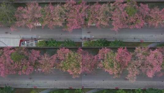 中国广东省广州市荔湾区坦尾美丽异木棉高清在线视频素材下载