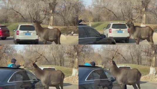 北京野生动物园开车喂麋鹿高清在线视频素材下载