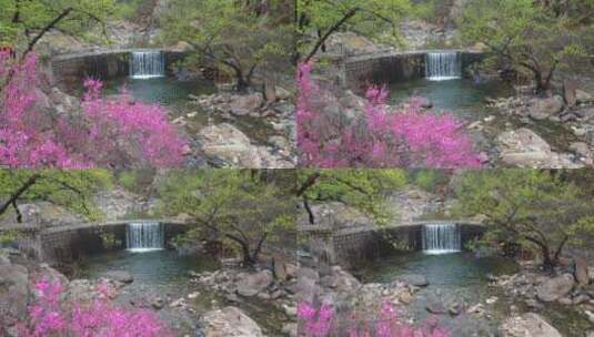 泰山彩石溪的春天高清在线视频素材下载