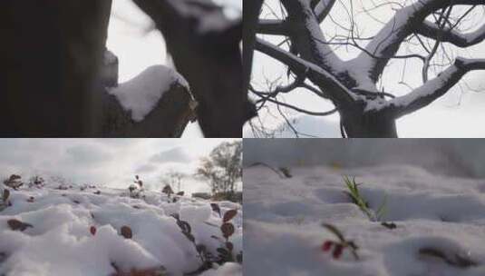 冬天里的雪树梢上的雪特写高清在线视频素材下载