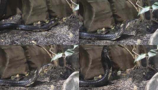 蛇 毒蛇 蛇爬行高清在线视频素材下载