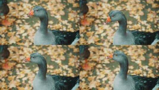 秋天鸭子实拍高清在线视频素材下载