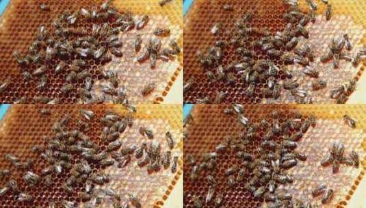 蜂巢密密麻麻的蜜蜂飞舞高清在线视频素材下载