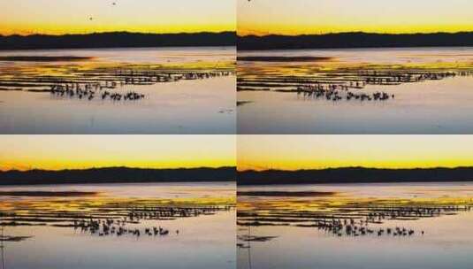 4k贵州威宁草海黑颈鹤栖息地升格航拍高清在线视频素材下载