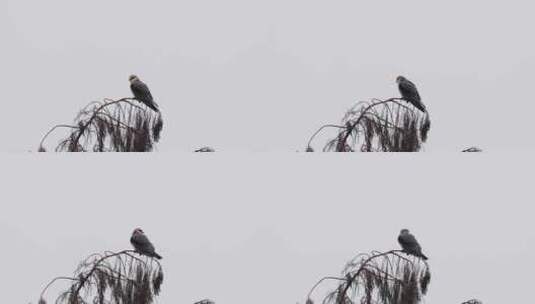 黑翅鸢枝头清理羽毛的特写镜头高清在线视频素材下载