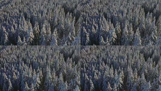 冬季原始森林航拍高清在线视频素材下载