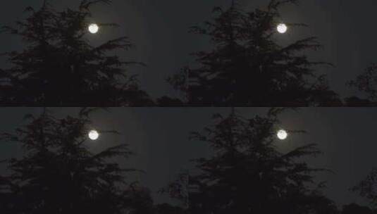 月亮松树光影高清在线视频素材下载