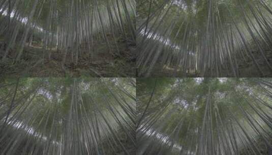 4K毛竹林，毛竹生长视频高清在线视频素材下载