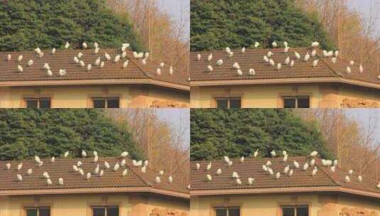 房屋顶上栖息的白鹭高清在线视频素材下载