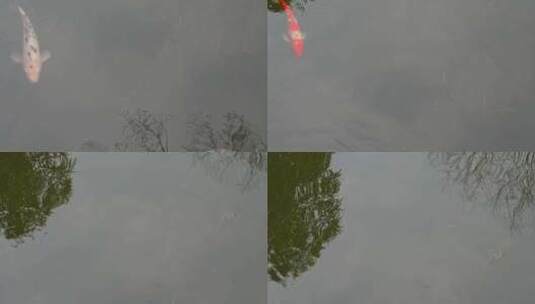 春天，苏州园林耦园，水池里自由自在的金鱼高清在线视频素材下载