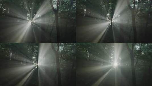 丁达尔照射森林，烟雾神秘高清在线视频素材下载
