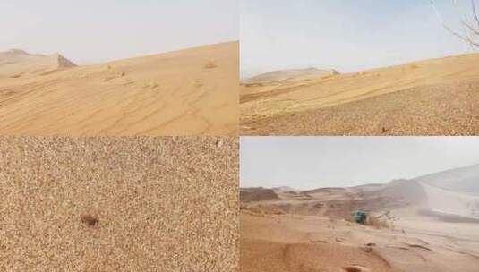 沙漠越野虫子生物高清在线视频素材下载