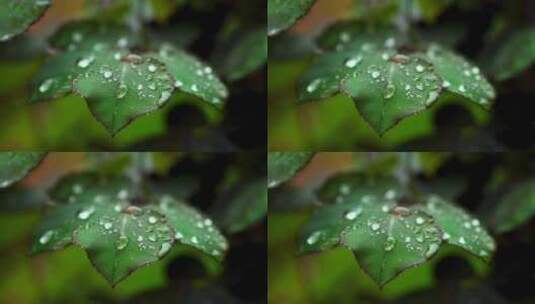 雨天植物叶子的雨水雨滴水珠的自然治愈风景高清在线视频素材下载