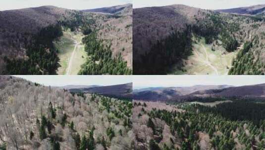 森林高原高清在线视频素材下载