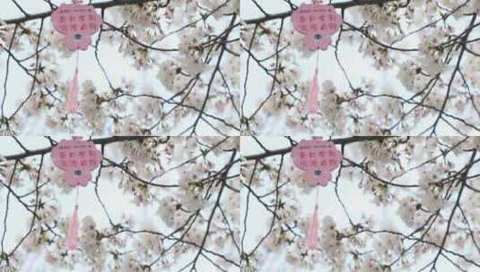 清晨苏州科技城樱花盛开 高清在线视频素材下载