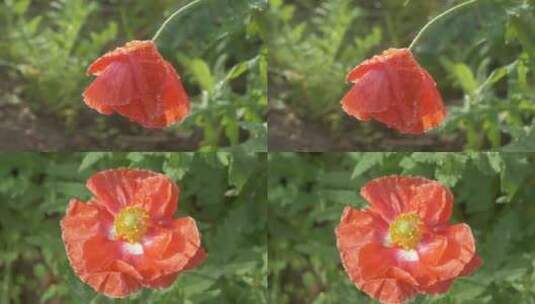 早上的花朵露珠红色虞美人高清在线视频素材下载