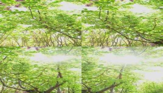 4K植物空镜素材——透过樱花树叶的光高清在线视频素材下载