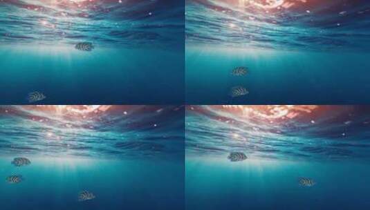 高清风景之海底光线看海底动物高清在线视频素材下载