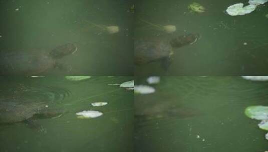 水里的乌龟高清在线视频素材下载
