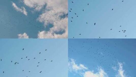 一群飞鸟在天空盘旋高清在线视频素材下载