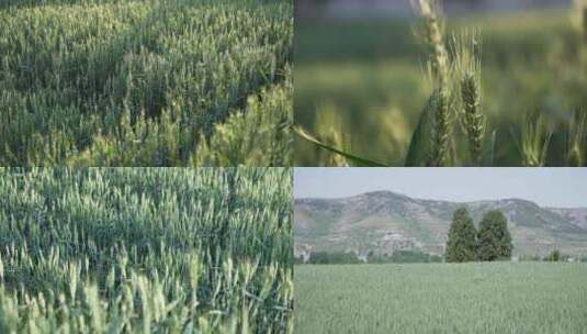 小麦麦子农业农作物麦田高清在线视频素材下载
