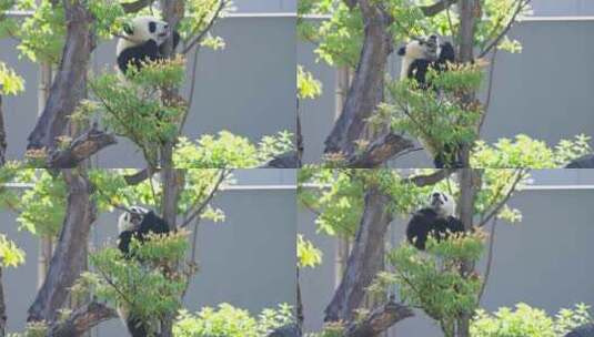 成都大熊猫繁育基地可爱大熊猫幼崽爬树玩耍高清在线视频素材下载