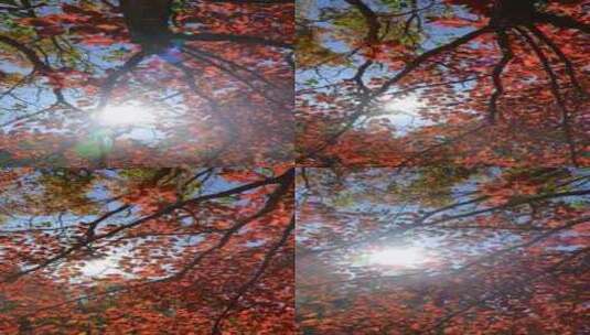 秋天霜降立秋重阳节红叶自然风景阳光高清在线视频素材下载