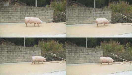 乡村过年杀年猪1080实拍高清在线视频素材下载