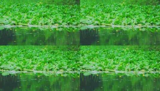 杭州西湖茅家埠盛开的睡莲高清在线视频素材下载
