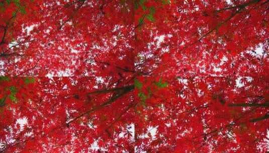 红叶秋天美丽漂亮的红色槭树树叶高清在线视频素材下载