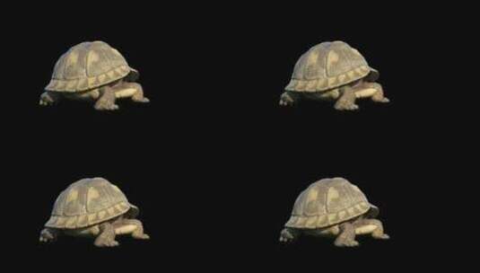 3D写实乌龟缩头动画（透明通道）高清在线视频素材下载