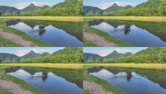 水牛 水牛在水里 夏天的水牛高清在线视频素材下载