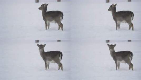 雪地里的小鹿高清在线视频素材下载