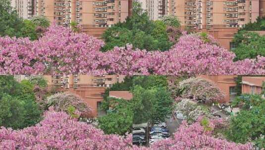 中国广东省广州市天河区华南师范大学异木棉高清在线视频素材下载