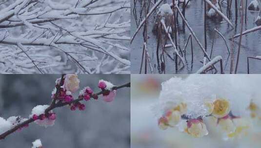 特写唯美升格下雪高清在线视频素材下载