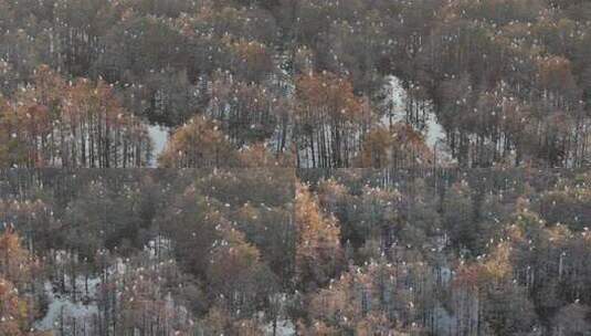 佛山市顺德伦教大涌水杉湿地候鸟白鹭群高清在线视频素材下载