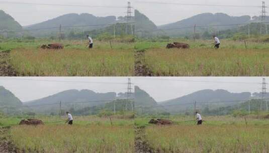 牛在田间耕地的场景 牛犁田高清在线视频素材下载