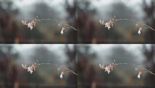 雨中带水珠的花枝特写高清在线视频素材下载