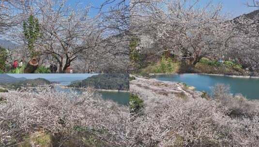 中国广东省广州市从化区广州流溪梅花节高清在线视频素材下载