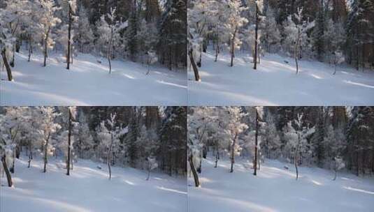 雪后树林银装素裹的美丽景象高清在线视频素材下载