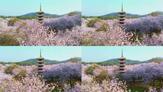 武汉樱花东湖磨山樱花园实拍高清在线视频素材下载