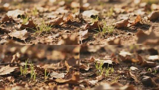 泥土上枯叶间的嫩绿小草高清在线视频素材下载