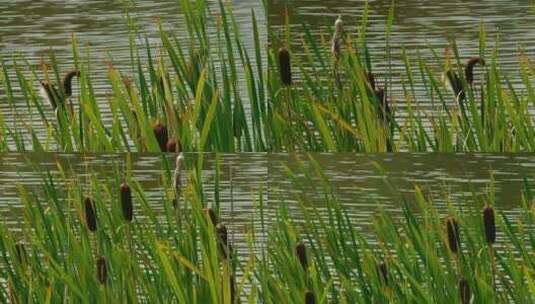湖边的植物景色特写高清在线视频素材下载