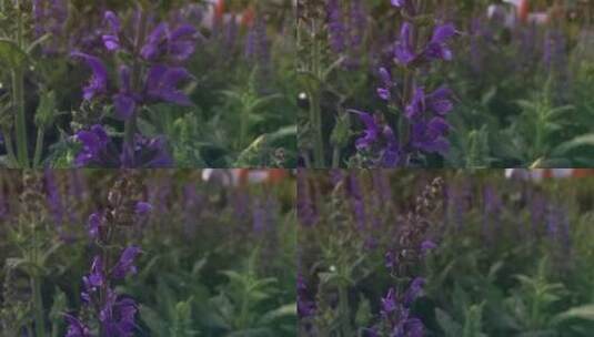 园艺用植物的花卉栽培高清在线视频素材下载