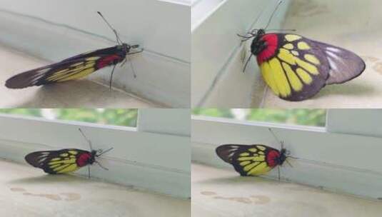 窗台的蝴蝶昆虫蝶翼翅膀触须窗边停留高清在线视频素材下载