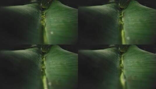 水在香蕉叶中流动高清在线视频素材下载