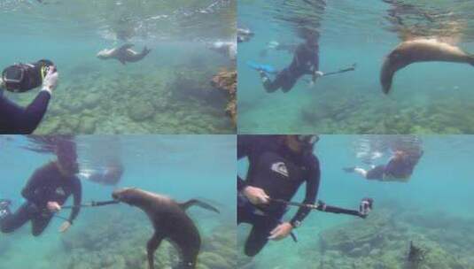 水下拍摄的海狮高清在线视频素材下载